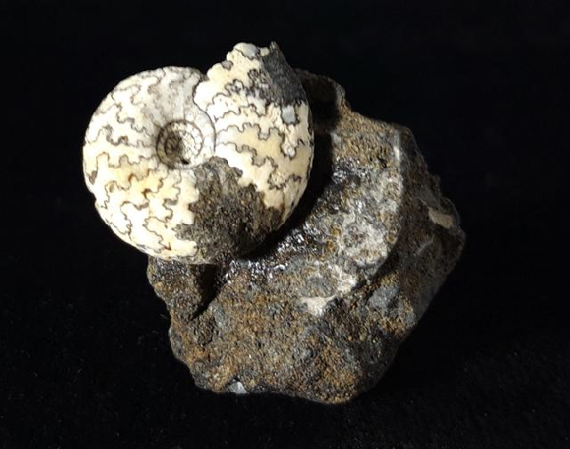 Craspedites nodiger (EICHWALD 1865) - Bild © FossNet FossilienStore